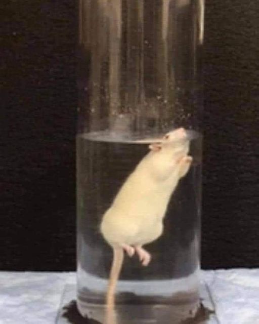 Au cours d'une étude à Harvard dans les années 1950, le Dr Curt Richter a placé des rats dans un bassin d'eau pour tester combien de temps ils pouvaient rester dans l’eau sans se noyer!